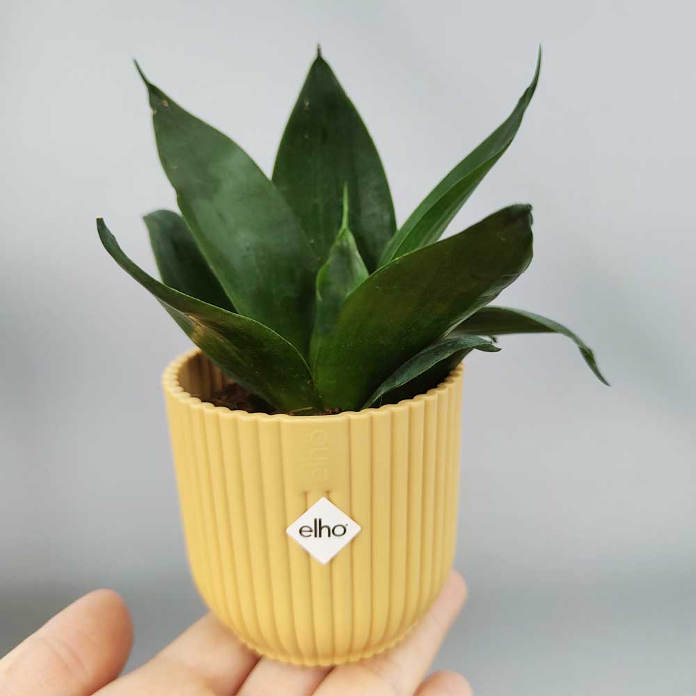 Sansevieria hahnnii “black jade” vaso giallo