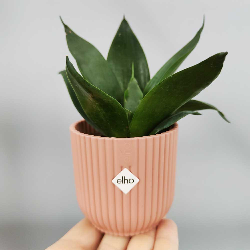 Sansevieria hahnnii “black jade” vaso rosa