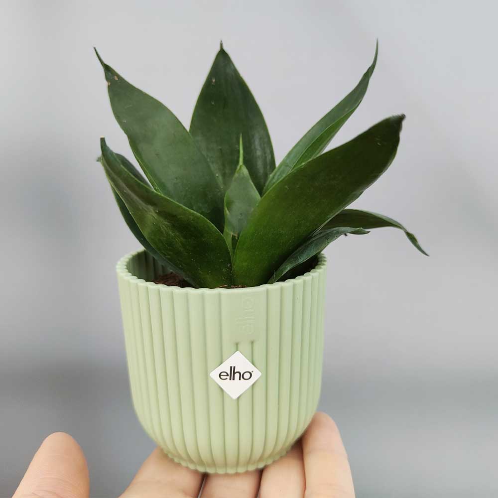 Sansevieria hahnnii “black jade” vaso verde