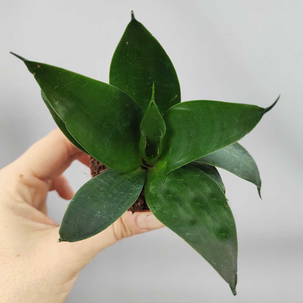 Sansevieria hahnnii “black jade”
