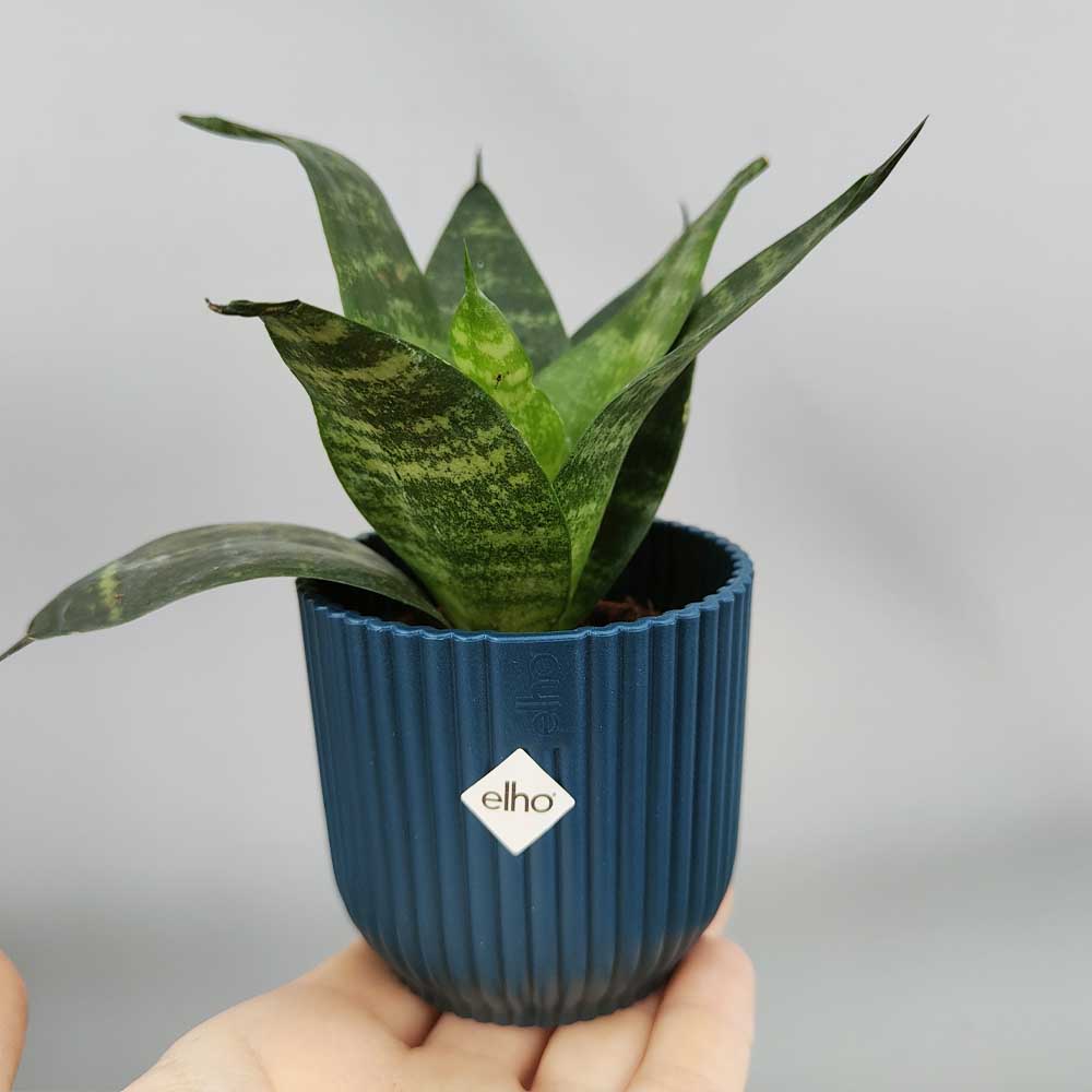 Sansevieria trifasciata “Green Hahnii” VASO BLU