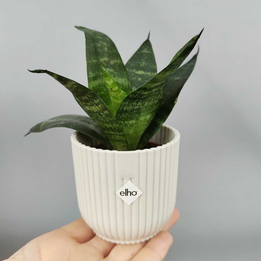 Sansevieria trifasciata “Green Hahnii” vaso bianco