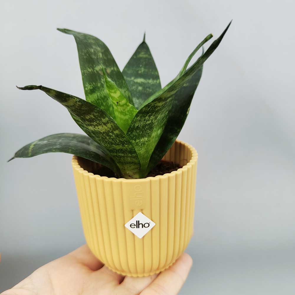 Sansevieria trifasciata “Green Hahnii” vaso giallo