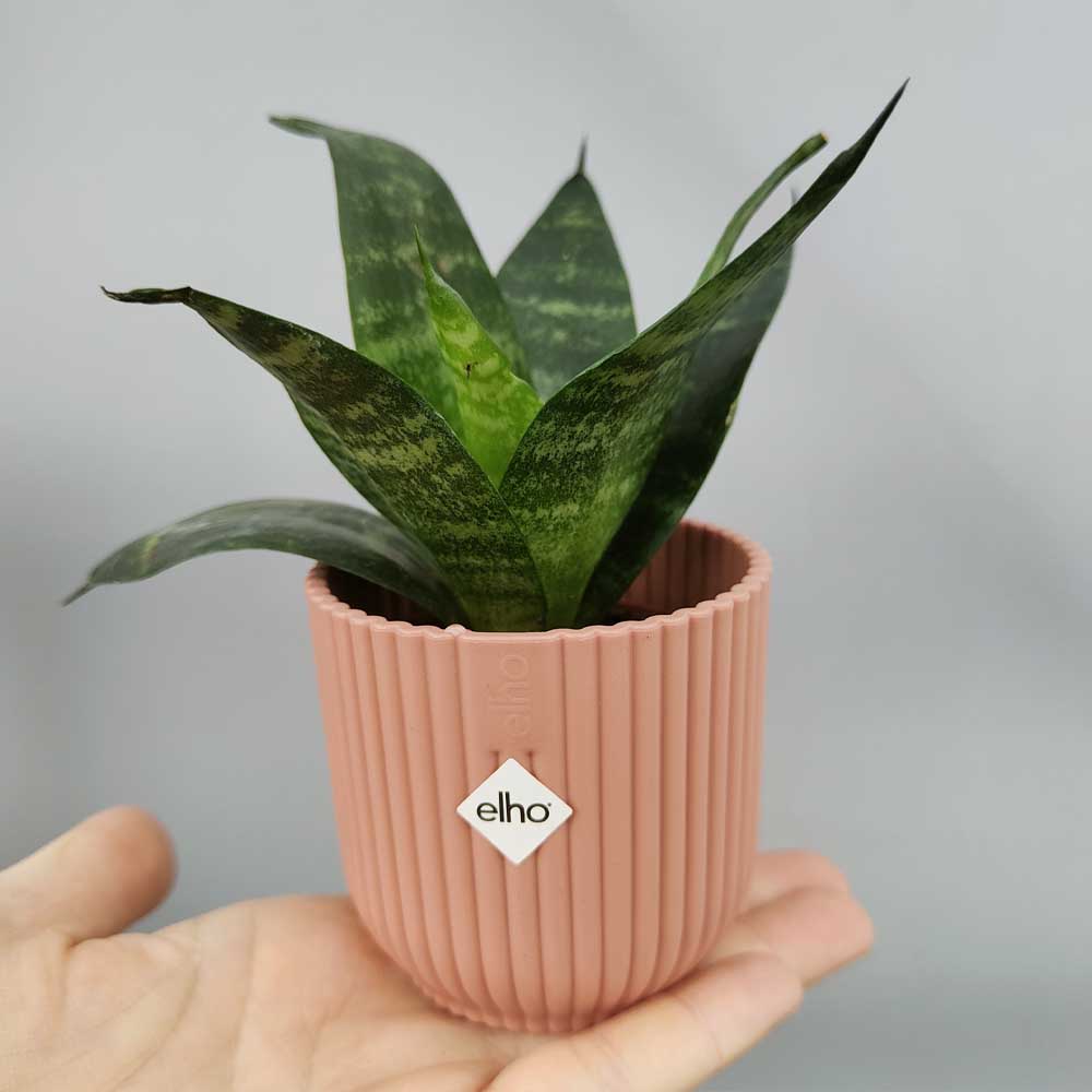 Sansevieria trifasciata “Green Hahnii” vaso rosa