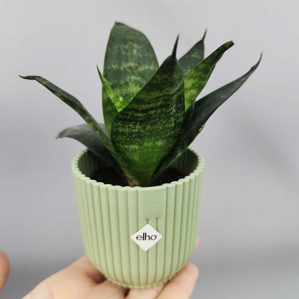 Sansevieria trifasciata “Green Hahnii” vaso verde