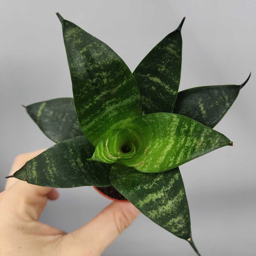 Sansevieria trifasciata “Green Hahnii”