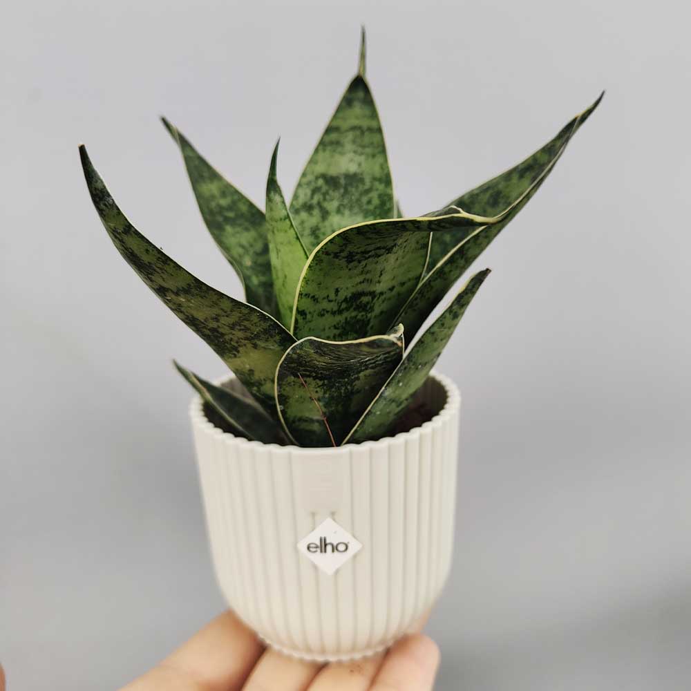 Sansevieria trifasciata “Hahnii” vaso bianco