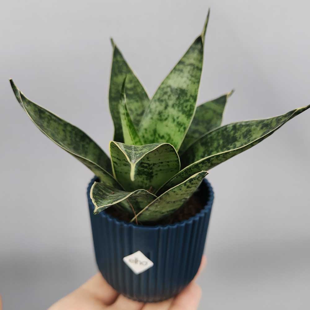 Sansevieria trifasciata “Hahnii” vaso blu