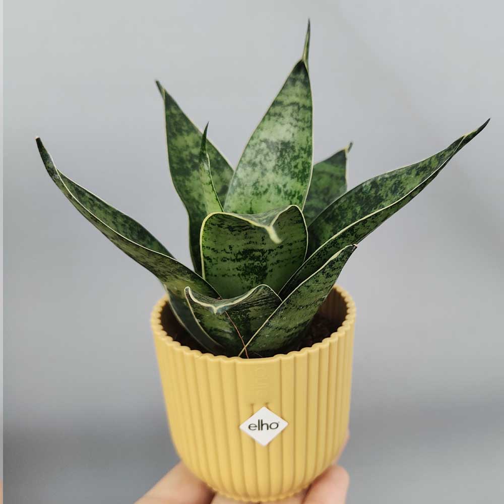 Sansevieria trifasciata “Hahnii” vaso giallo
