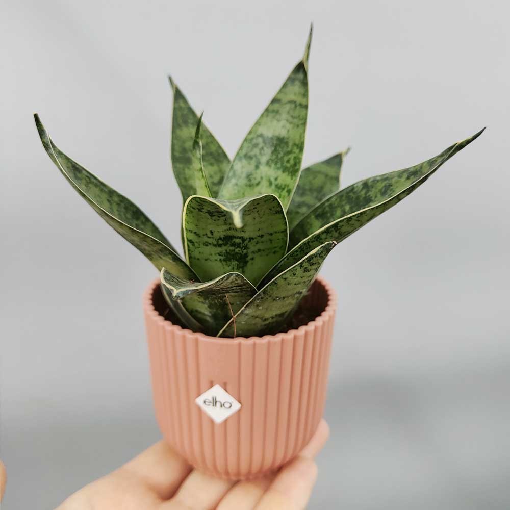 Sansevieria trifasciata “Hahnii” vaso rosa