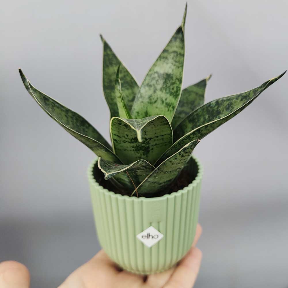 Sansevieria trifasciata “Hahnii” vaso verde