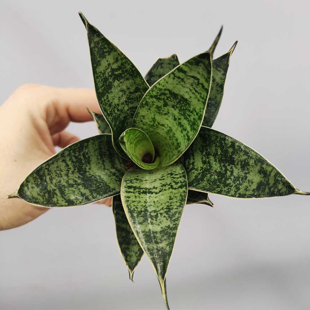 Sansevieria trifasciata “Hahnii”