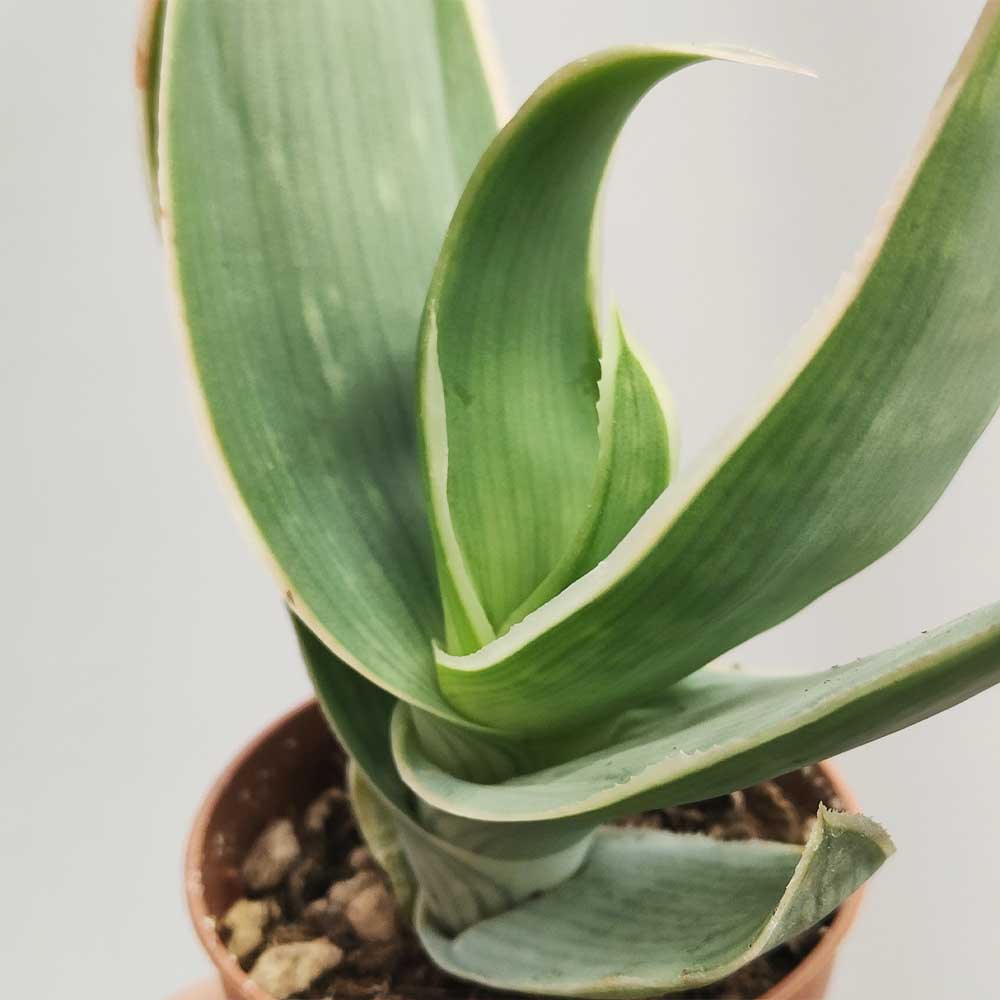 aloe striata pianta grassa