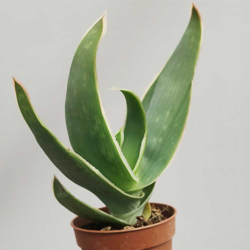 aloe striata pianta