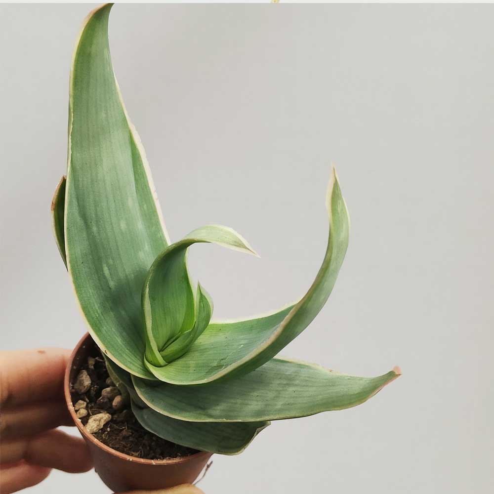 aloe striata