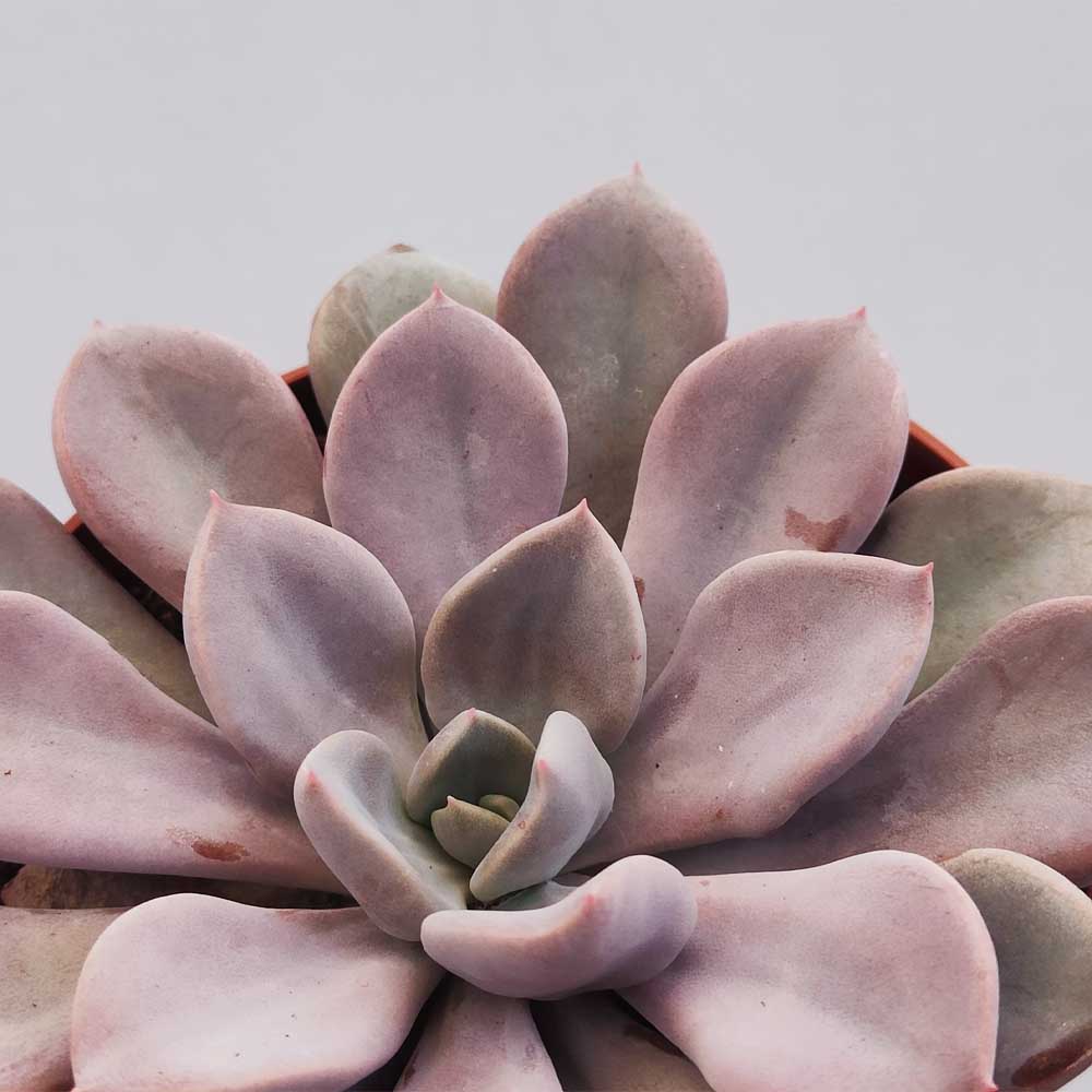 echeveria monica pianta grassa