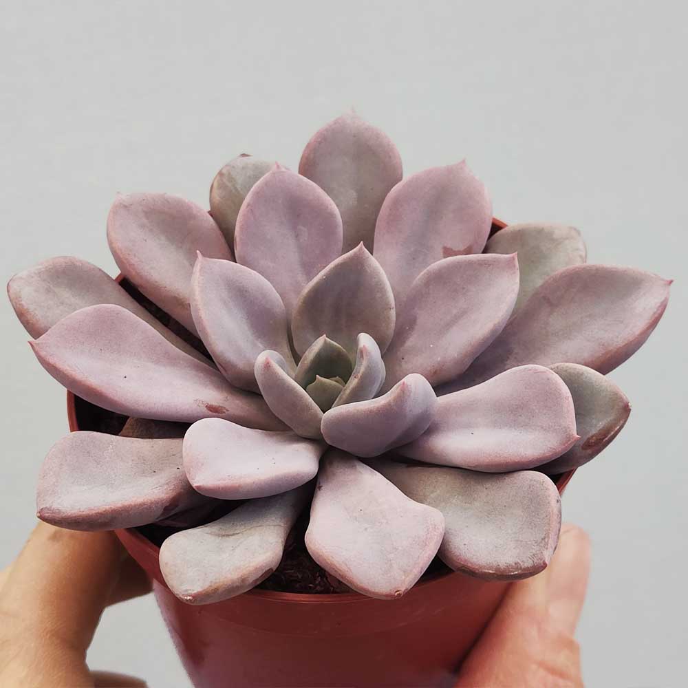 echeveria monica pianta