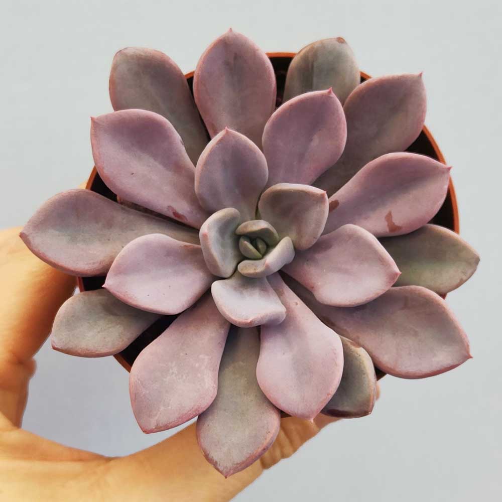 echeveria monica