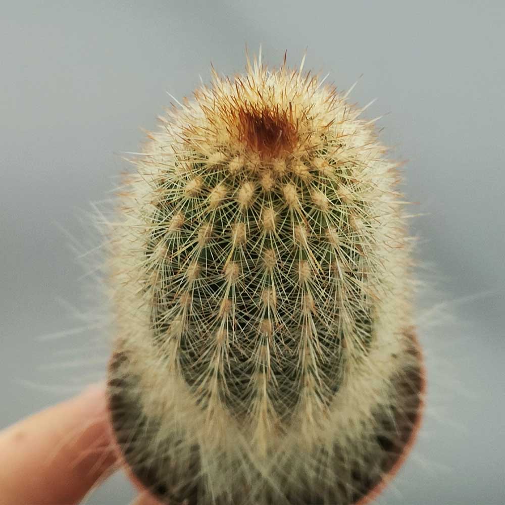 espostoa mirabilis cactus