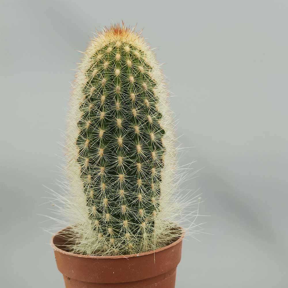 espostoa mirabilis