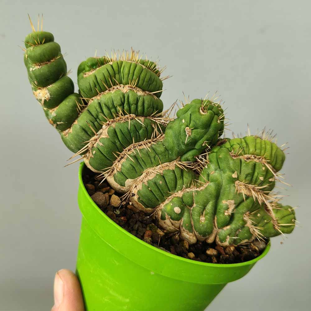 eulychnia castanea crestata