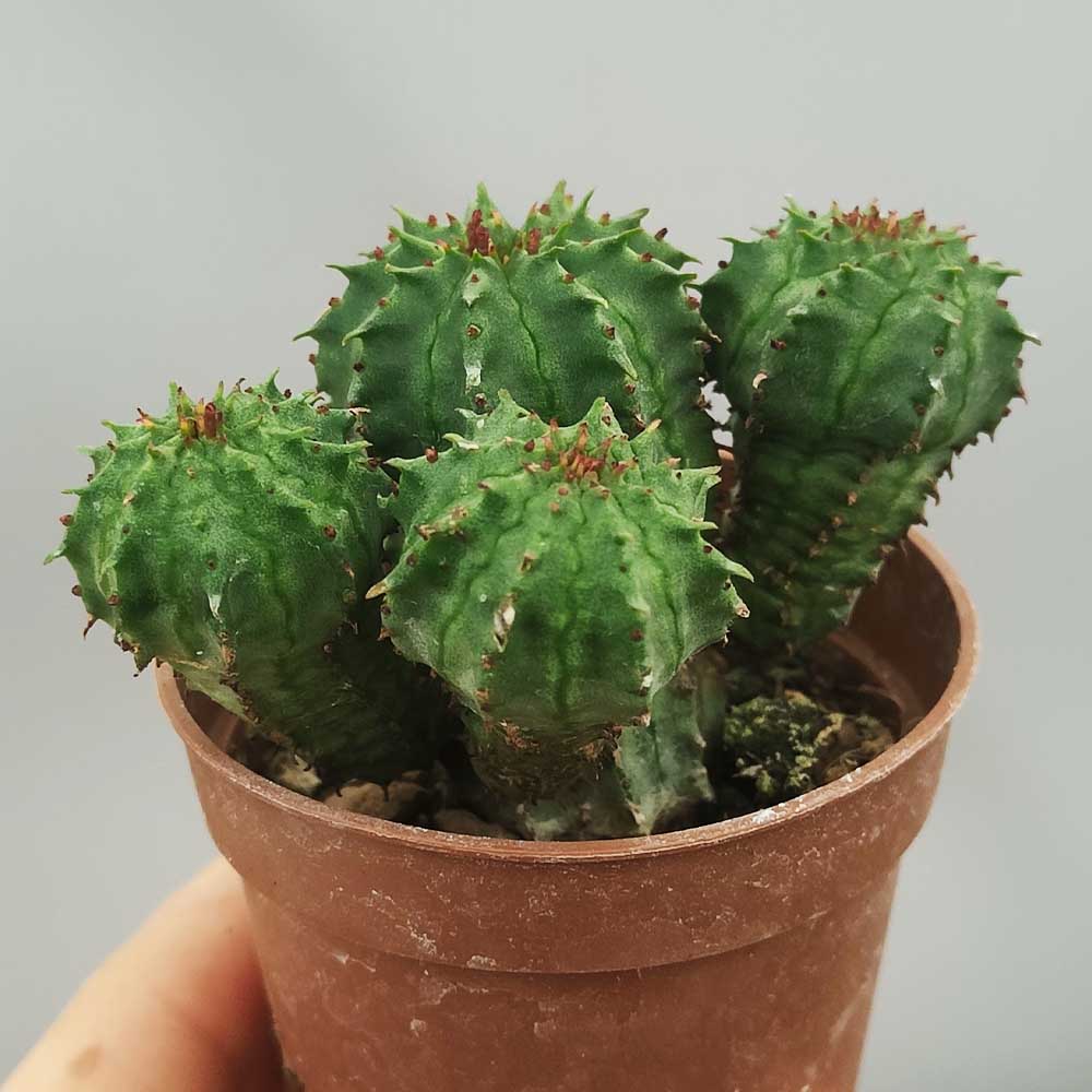 euphorbia CV multiprolifera cactus