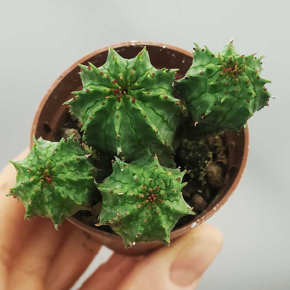 euphorbia CV multiprolifera