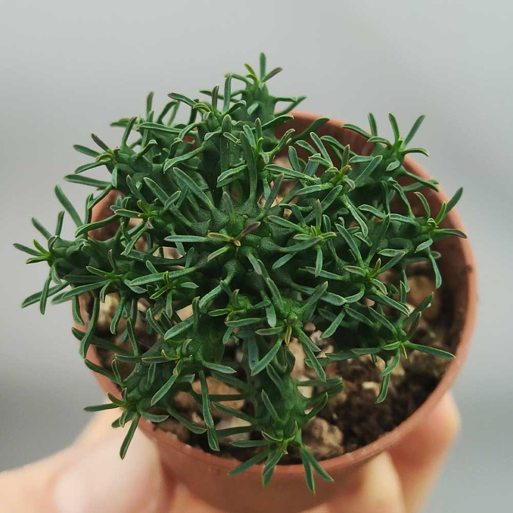 euphorbia decepta cactus