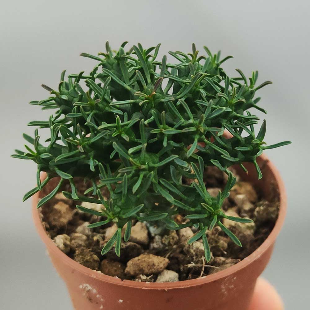 euphorbia decepta