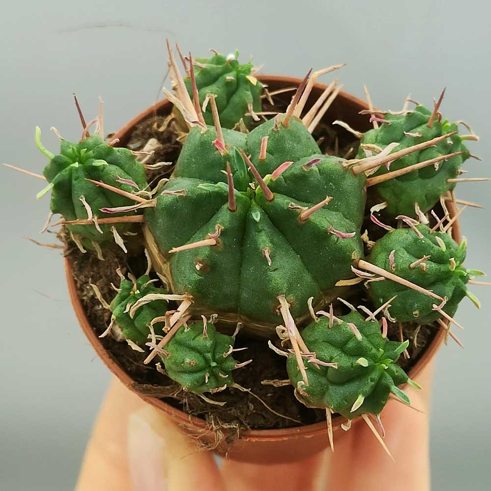euphorbia pillansii cactus