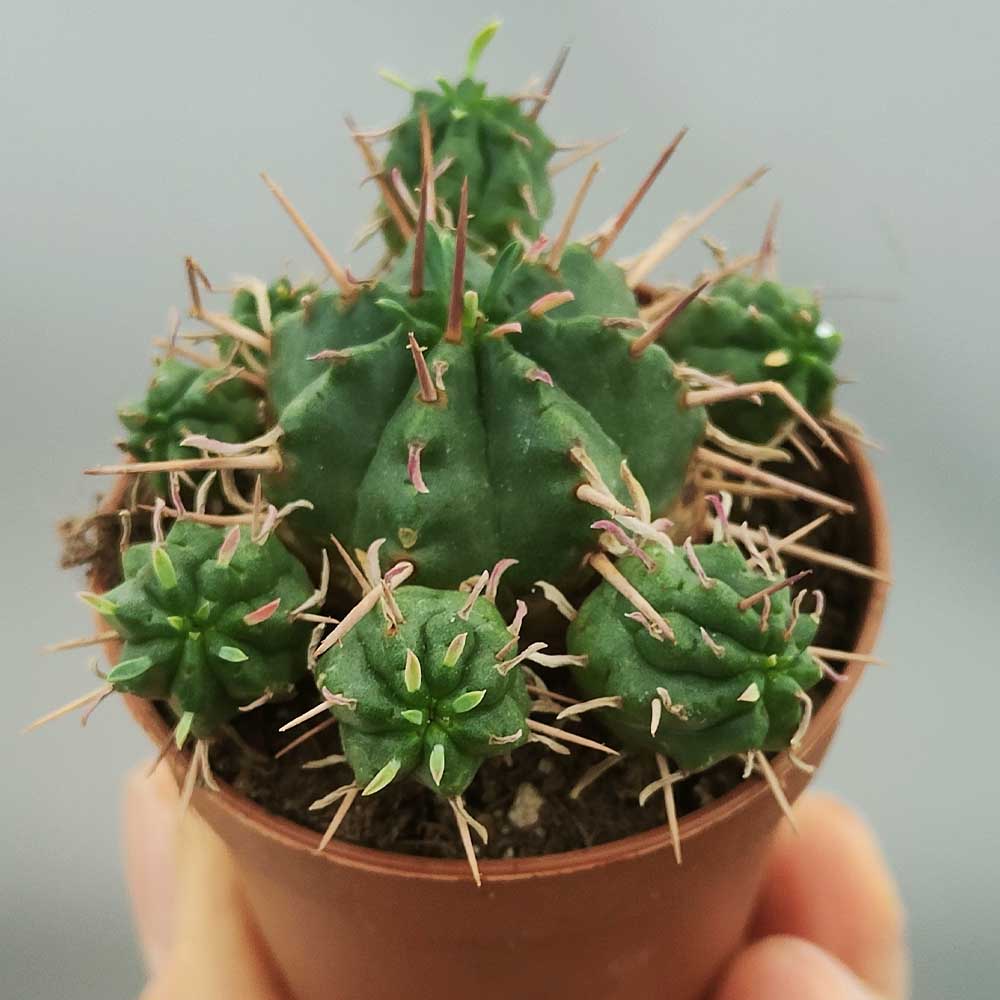 euphorbia pillansii