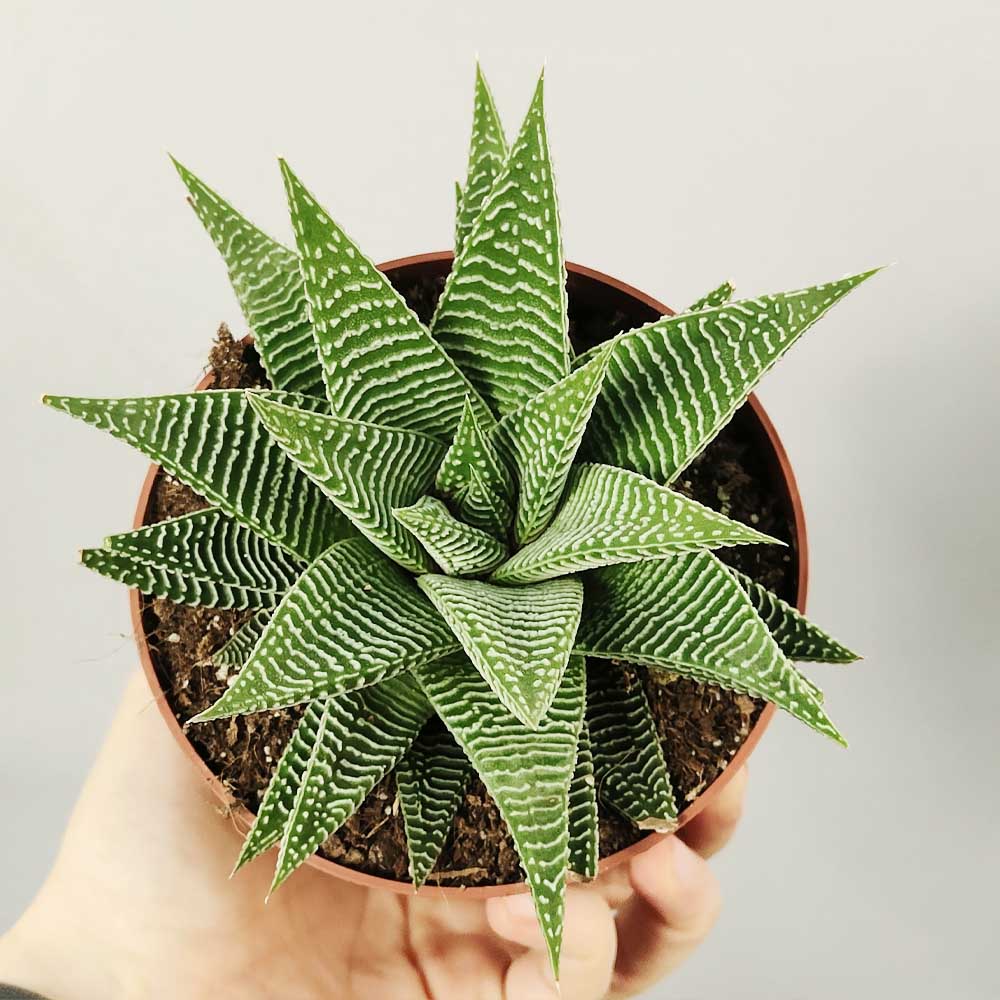 Haworthia limifolia 
