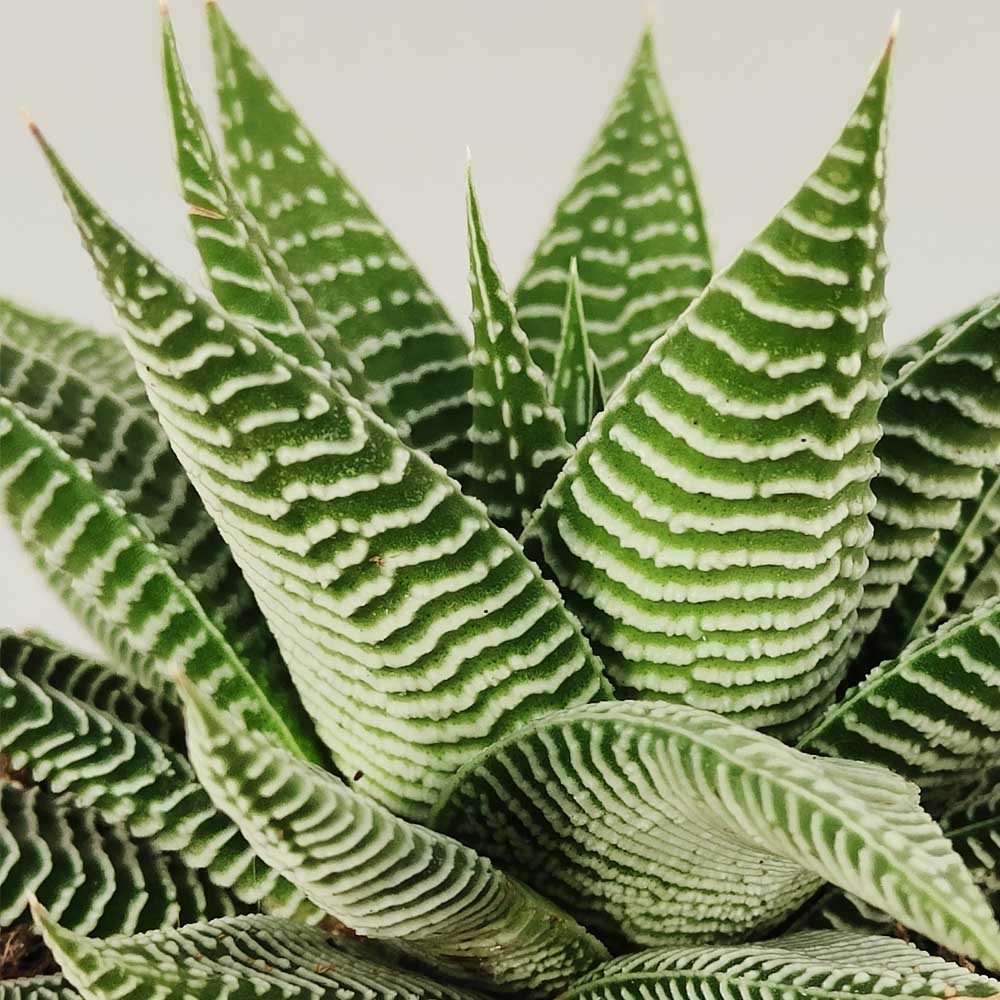 haworthia spiderwhite pianta