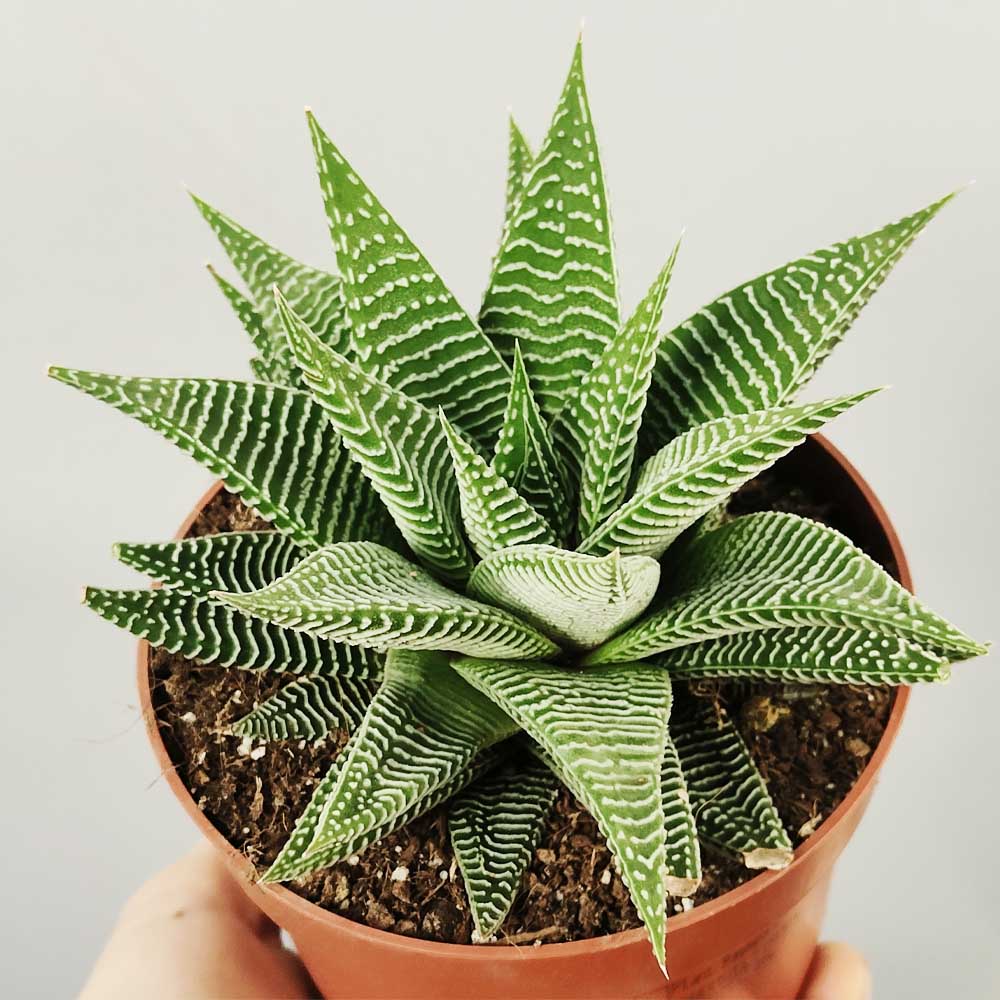 haworthia spiderwhite