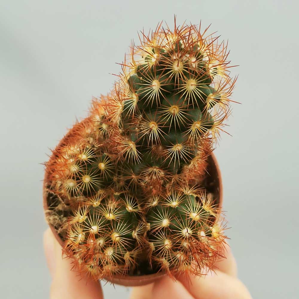 mammillaria elongata rubra cactus