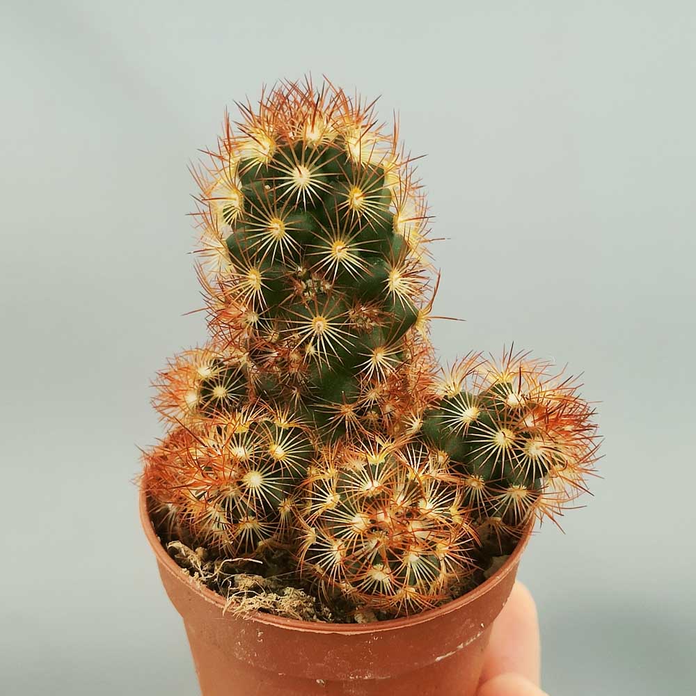 mammillaria elongata rubra