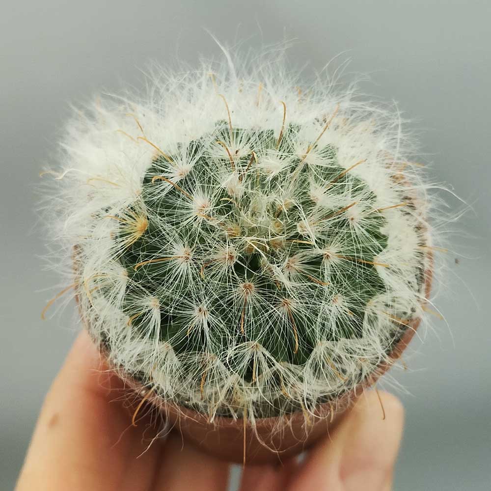 mammillaria guelzowiana cactus