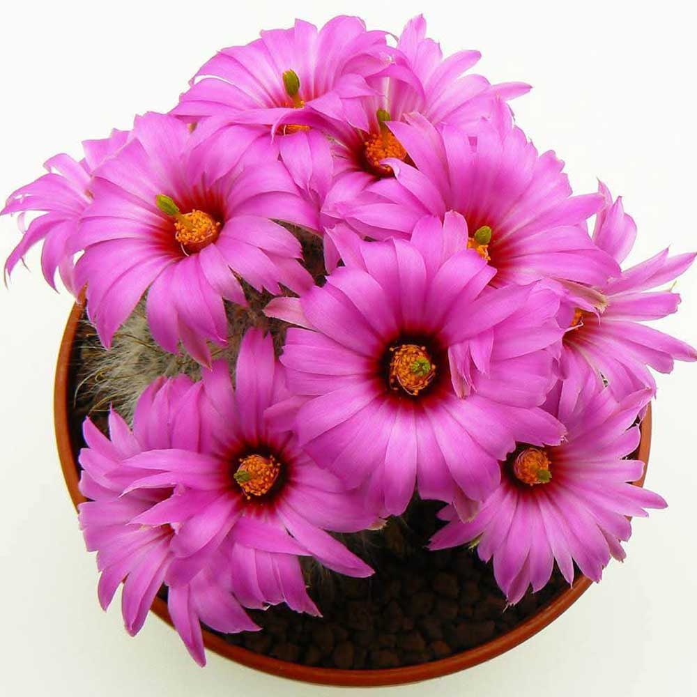 mammillaria guelzowiana fiore