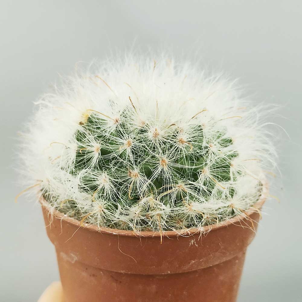 mammillaria guelzowiana