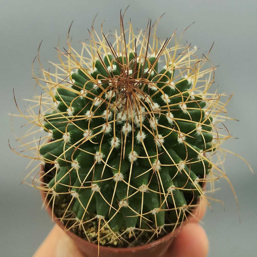 mammillaria polythele cactus