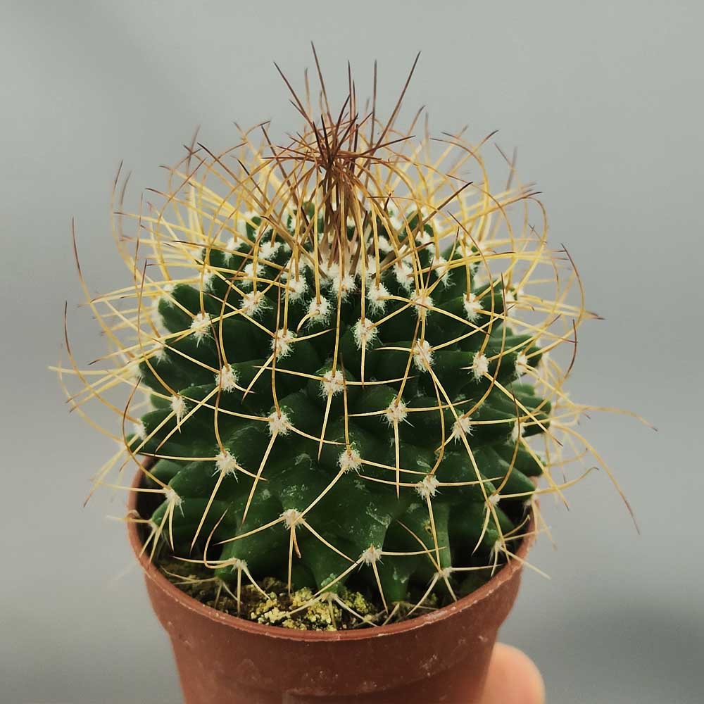 mammillaria polythele