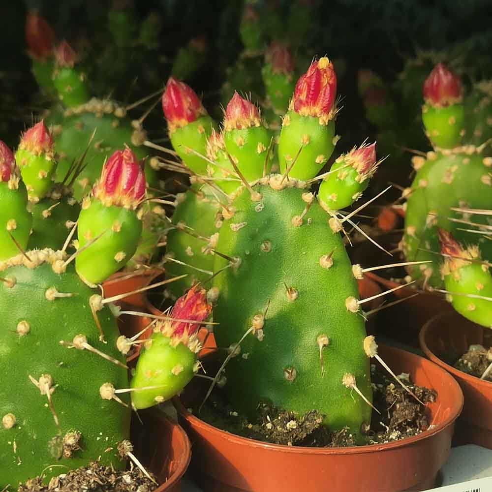 opuntia quitensis
