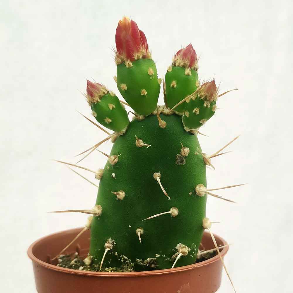 opuntia quitensis cactus