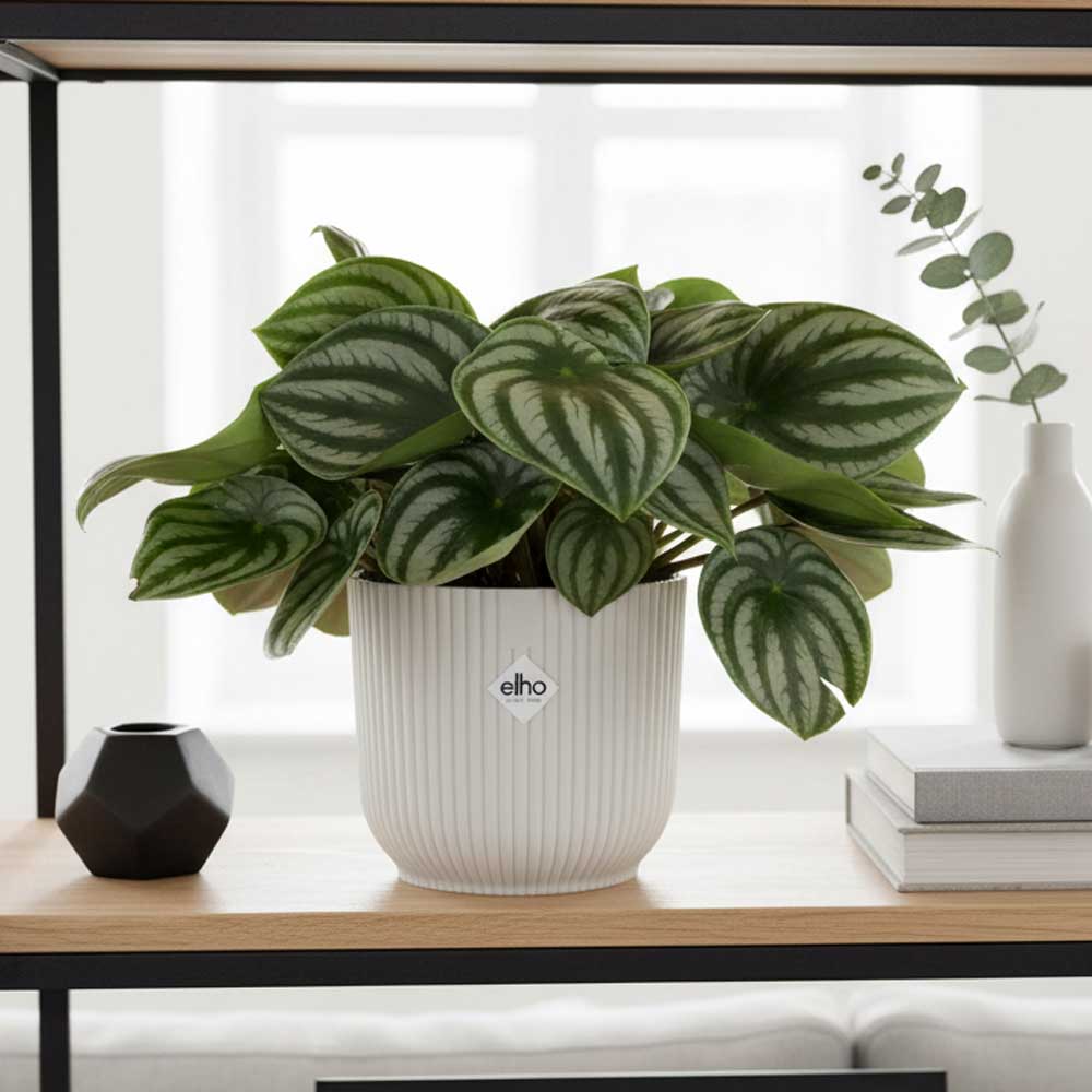 peperomia watermelon vibes bianco