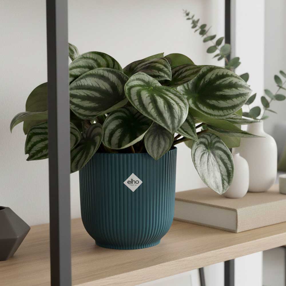 peperomia watermelon vibes blu