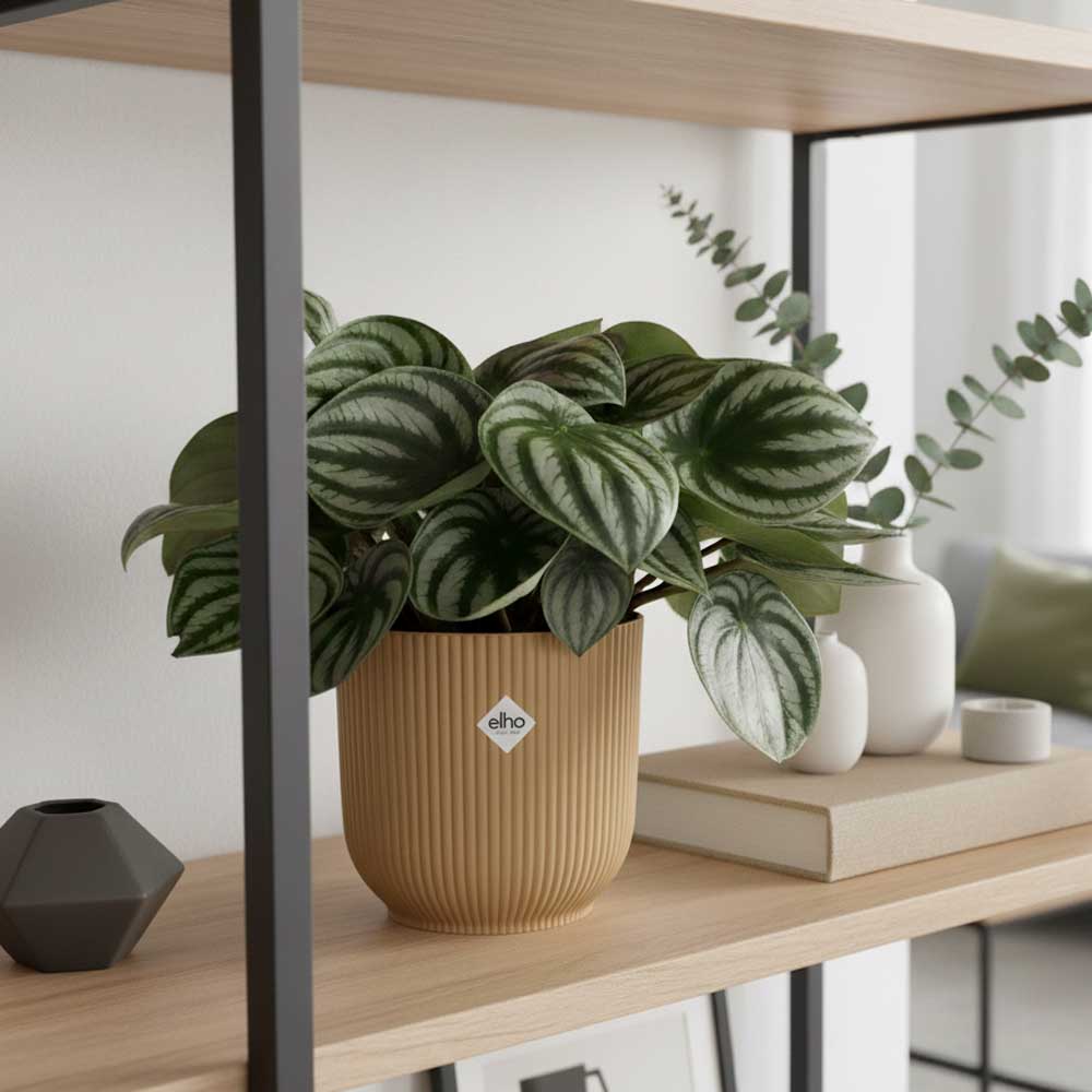 peperomia watermelon vibes giallo