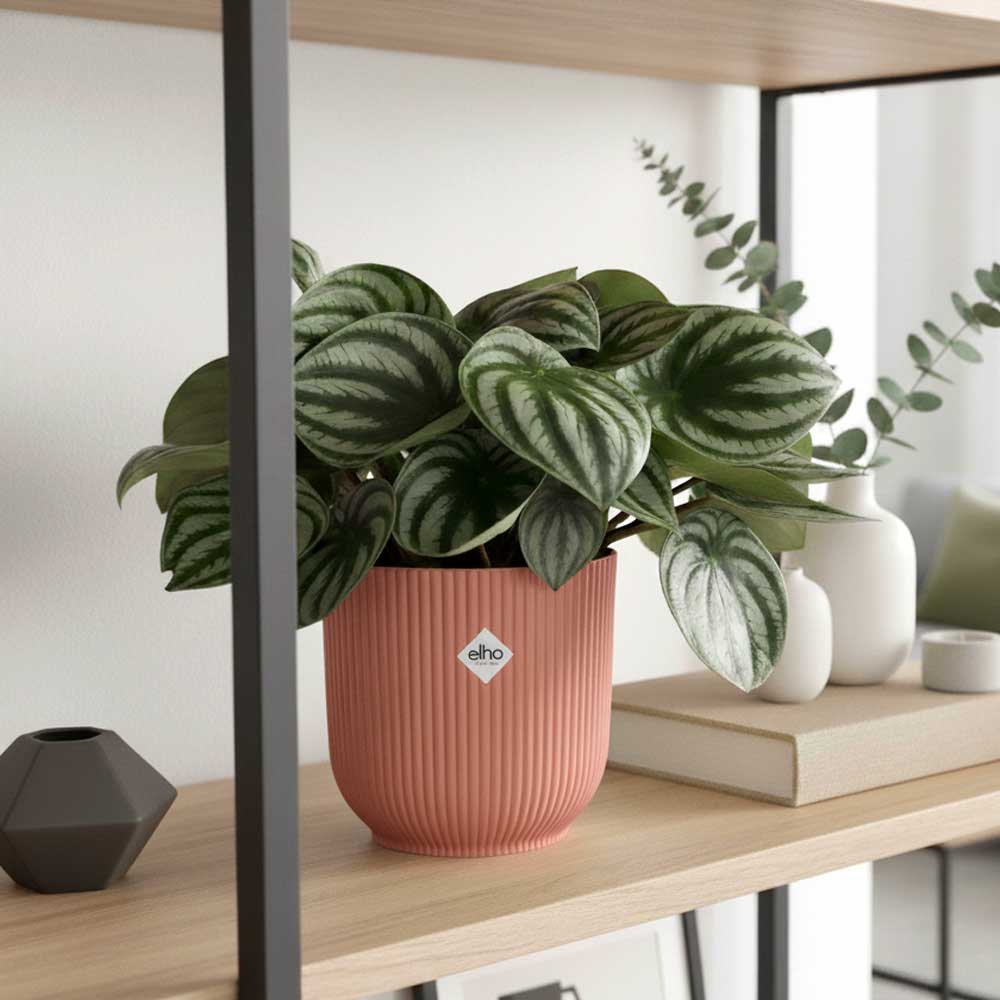 peperomia watermelon vibes rosa