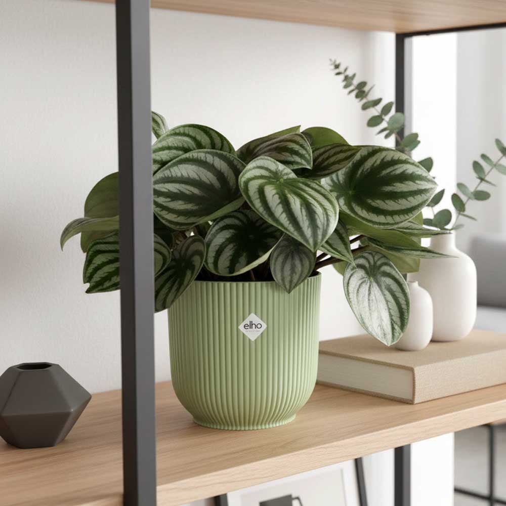 peperomia watermelon vibes sorbetto
