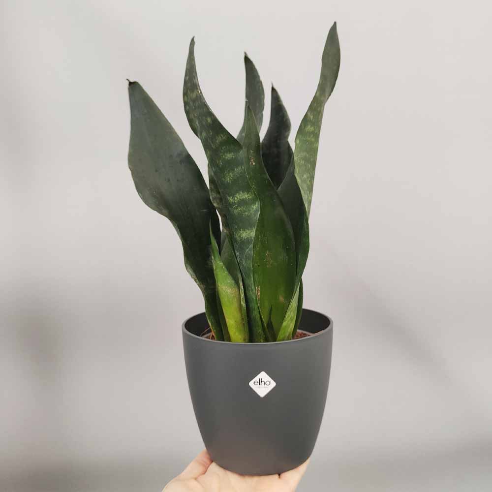 sansevieria black comet vaso antracite