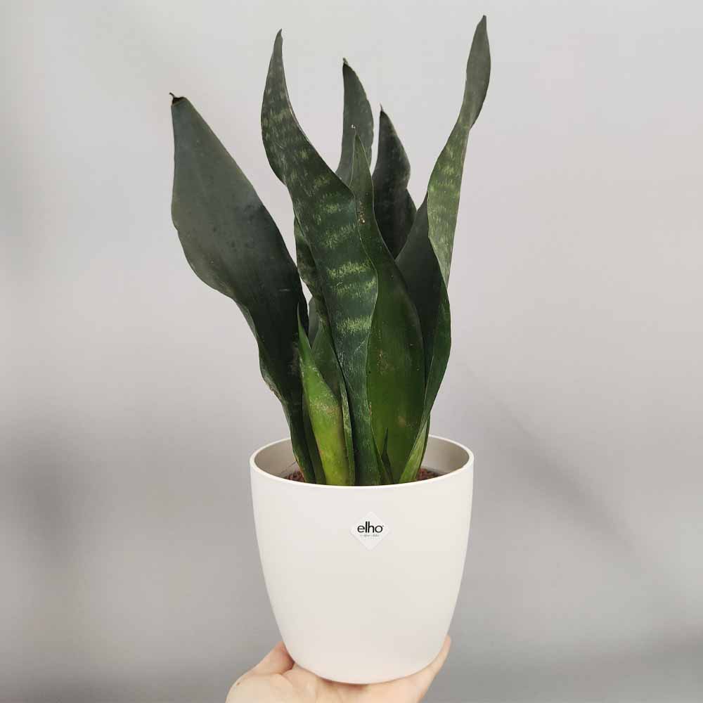sansevieria black comet vaso bianco